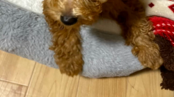 佐藤衣利哉ブリーダーからお迎えしたトイプードル：ふうたくん