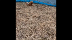 佐藤衣利哉ブリーダーからお迎えしたトイプードル：ふうたくん