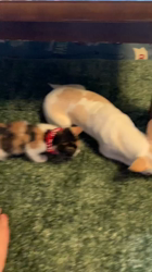 川島友子ブリーダーからお迎えしたチワワ(スムース)：ミカンちゃん