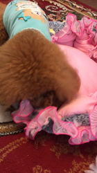 長田美保ブリーダーからお迎えしたトイプードル：ルイーズちゃん