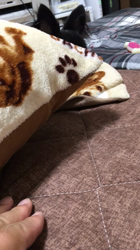 藤井恵理ブリーダーからお迎えしたチワワ(ロング)：まるこくん