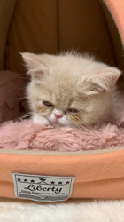 渡辺恭子ブリーダーからお迎えしたエキゾチックショートヘア：PECOちゃん