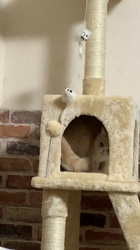 渡辺恭子ブリーダーからお迎えしたエキゾチックショートヘア：PECOちゃん