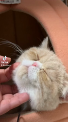 渡辺恭子ブリーダーからお迎えしたエキゾチックショートヘア：PECOちゃん