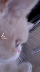 渡辺恭子ブリーダーからお迎えしたエキゾチックショートヘア：PECOちゃん