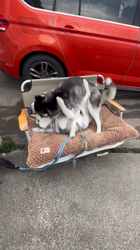 薮内耕二ブリーダーからお迎えしたシベリアンハスキー：リリィちゃん