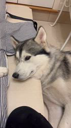 大塚史代ブリーダーからお迎えしたシベリアンハスキー：シルヴァーくん