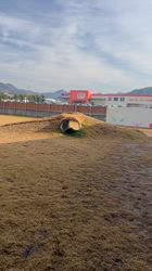 大塚史代ブリーダーからお迎えしたシベリアンハスキー：シルヴァーくん