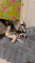 薮内耕二ブリーダーからお迎えしたシベリアンハスキー：リリィちゃん