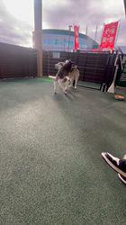 森和也ブリーダーからお迎えしたトイプードル：キャンディーちゃん