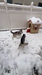 薮内耕二ブリーダーからお迎えしたシベリアンハスキー：リリィちゃん