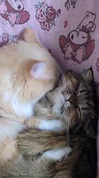 渡邊舞ブリーダーからお迎えしたノルウェージャンフォレストキャット:メルくん