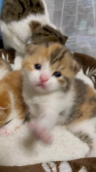 深口秀人ブリーダーからお迎えしたスコティッシュフォールド：こまちちゃん