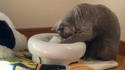 夏山静代ブリーダーからお迎えしたブリティッシュショートヘア：花鈴ちゃん