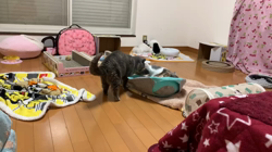 夏山静代ブリーダーからお迎えしたブリティッシュショートヘア：花音&花鈴ちゃん