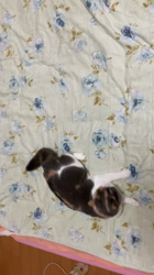 夏山静代ブリーダーからお迎えしたブリティッシュショートヘア：花音&花鈴ちゃん