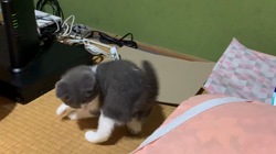 夏山静代ブリーダーからお迎えしたブリティッシュショートヘア：花月くん