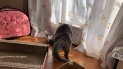 夏山静代ブリーダーからお迎えしたブリティッシュショートヘア：ブリの花組ちゃん