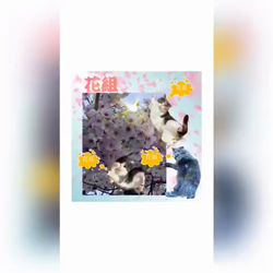 夏山静代ブリーダーからお迎えしたブリティッシュショートヘア：ブリの花組ちゃん