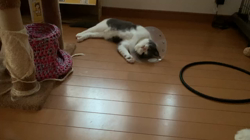 夏山静代ブリーダーからお迎えしたブリティッシュショートヘア：花月くん