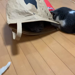 夏山静代ブリーダーからお迎えしたブリティッシュショートヘア：ブリの花組ちゃん