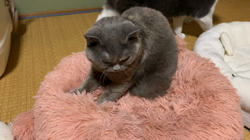 夏山静代ブリーダーからお迎えしたブリティッシュショートヘア：花鈴ちゃん