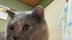 夏山静代ブリーダーからお迎えしたブリティッシュショートヘア：花鈴ちゃん