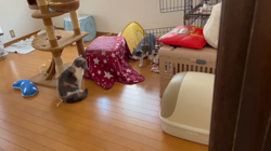 夏山静代ブリーダーからお迎えしたブリティッシュショートヘア：ブリの花組ちゃん