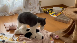 夏山静代ブリーダーからお迎えしたブリティッシュショートヘア：花月くん