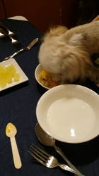 新井原博ブリーダーからお迎えしたシーズー：きなこちゃん