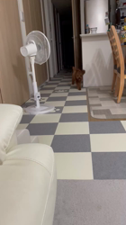 奈良昌子ブリーダーからお迎えしたトイプードル：そらくん