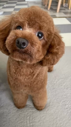 奈良昌子ブリーダーからお迎えしたトイプードル：そらくん