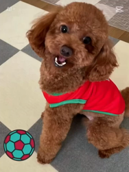 奈良昌子ブリーダーからお迎えしたトイプードル：そらくん