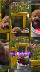 奈良昌子ブリーダーからお迎えしたトイプードル：そらくん
