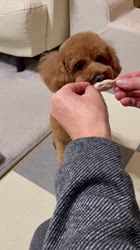 奈良昌子ブリーダーからお迎えしたトイプードル：そらくん