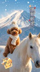 奈良昌子ブリーダーからお迎えしたトイプードル：そらくん