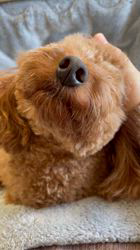 奈良昌子ブリーダーからお迎えしたトイプードル：そらくん