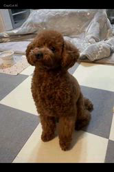 奈良昌子ブリーダーからお迎えしたトイプードル：そらくん