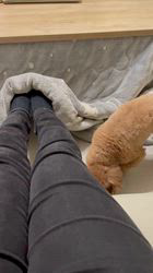 奈良昌子ブリーダーからお迎えしたトイプードル：そらくん