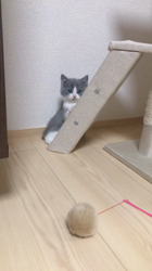 村井令枝ブリーダーからお迎えしたスコティッシュフォールド：フー太くん