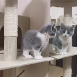 村井令枝ブリーダーからお迎えしたスコティッシュフォールド：フー太くん