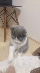 村井令枝ブリーダーからお迎えしたスコティッシュフォールド：フー太くん