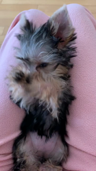 山仲一玄ブリーダーからお迎えしたヨークシャーテリア：レイチェルちゃん