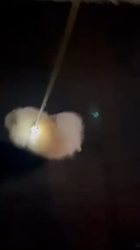 奥田康子ブリーダーからお迎えしたポメラニアン：くうくん