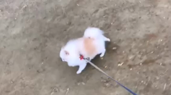 奥田康子ブリーダーからお迎えしたポメラニアン：くうくん