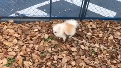 奥田康子ブリーダーからお迎えしたポメラニアン：くうくん