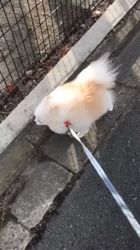 奥田康子ブリーダーからお迎えしたポメラニアン：くうくん