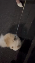 奥田康子ブリーダーからお迎えしたポメラニアン：くうくん