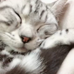 清洋一ブリーダーからお迎えしたアメリカンショートヘア：ラムちゃん