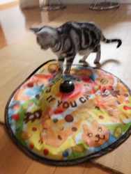 清洋一ブリーダーからお迎えしたアメリカンショートヘア：ラムちゃん